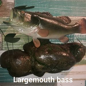 Largemouth Bass Full Mount Taxidermy