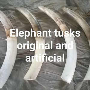 Elephant Tusks Original & Artificial