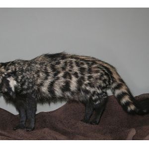Civet Shoulder Mount Taxidermy