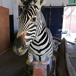 Zebra Pedestal Mount Taxidermy