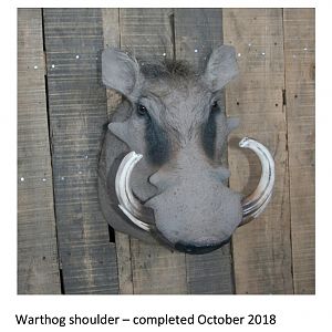 Warthog Shoulder Mount Taxidermy