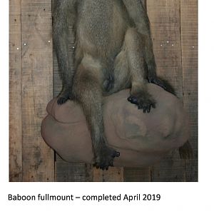 Baboon Full Mount Taxidermy