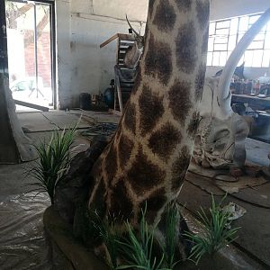 Giraffe Shoulder Mount Taxidermy