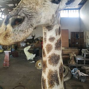 Giraffe Shoulder Mount Taxidermy