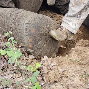 Elephant Hunt Zimbabwe