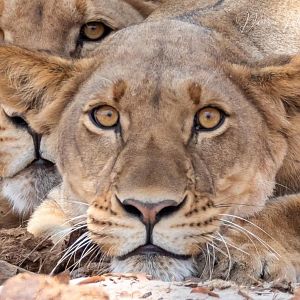 Lioness Namibia