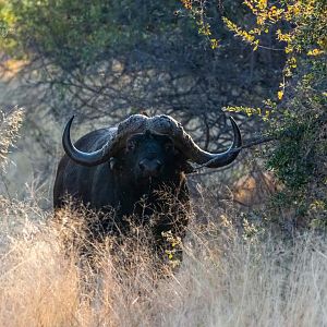 Buffalo Namibia