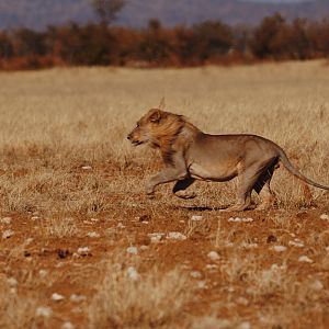Lion in Etosha National Park Namibia