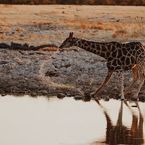 Giraffe in Etosha National Park Namibia