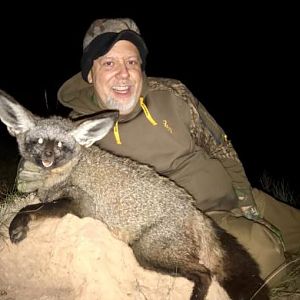 Bat-eared Fox Hunting Sunset Safaris