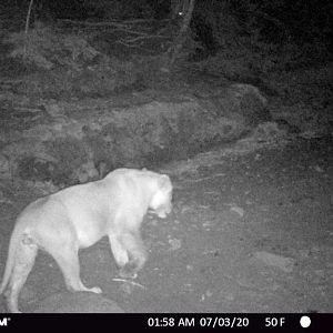 Lioness Trail Cam Pictures Zambia