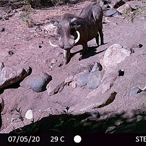 Warthog Trail Cam Pictures Zambia