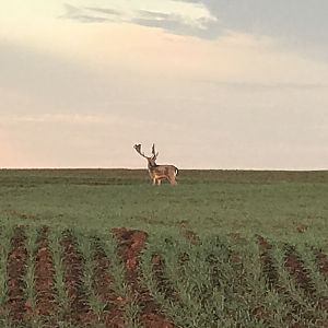 Fallow Deer Texas USA