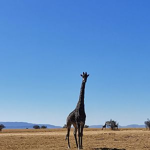 Black Giraffe South Africa