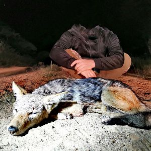 Hunting Jackal in South Africa