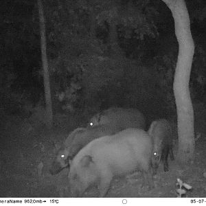 Trail Cam Pictures of Bushpig in South Africa