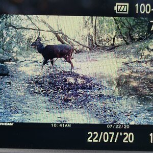 South Africa Trail Cam Pictures Bushbuck
