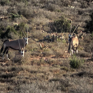 Gemsbok