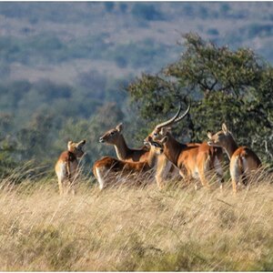 Lechwe