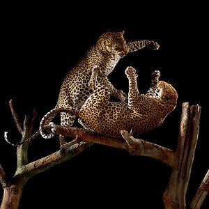 Leopard Fight