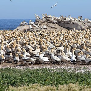 Albatrosses West Coast Tour South Africa