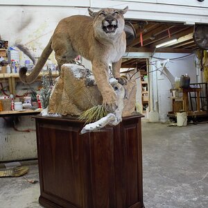 Mountain Lion Special