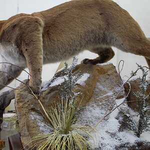 Mountain Lion Special