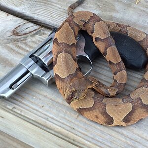 USA Hunt Copperhead Snake