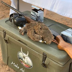 South Africa Bird Hunting