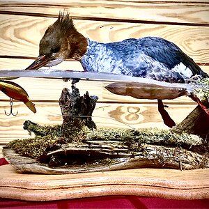 Merganser Full Mount Taxidermy