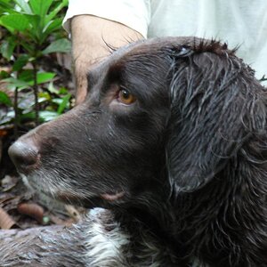 German dog breed 'Petit Münsterlander'