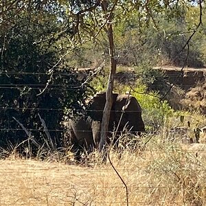 Encounters with elephant bulls on Monterra