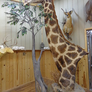 Giraffe Pedestal Mount Taxidermy