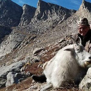 Colorado USA Hunting Mountain Goat