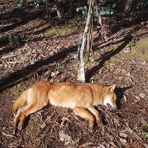 Hunt Dingo in Australia