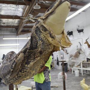 African Rock Python Taxidermy