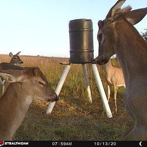 Trail Cam Pictures of Deer in USA