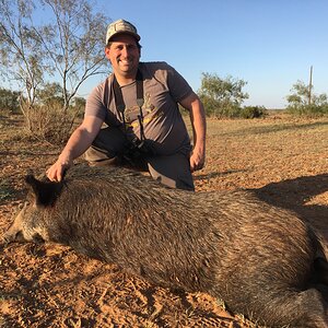 Texas USA Hunt Pig