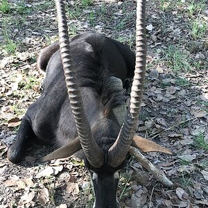 Sable Antelope Hunt Zambia