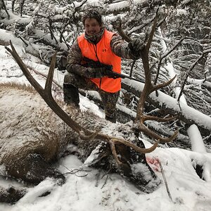 Montana USA Hunt Elk