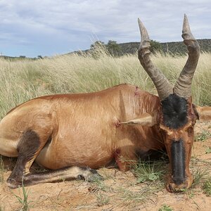 Red Hartebeest Guided by Zana Botes