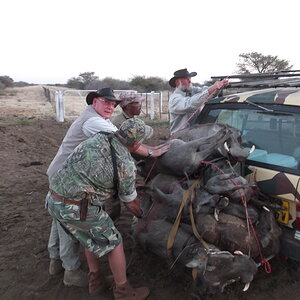 Namibia Hunting Warthog
