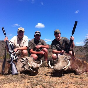 Warthog Hunting South Africa