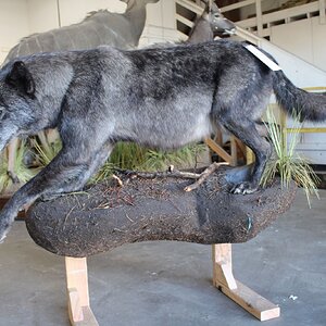 Life Size Wolf