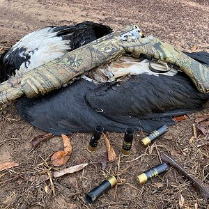 Magpie Goose Hunting Australia