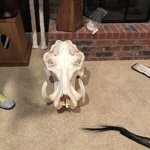 Hippo Skull Mount Taxidermy