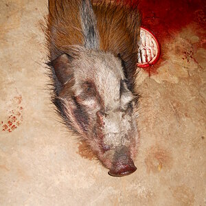 Bow Hunting Bushpig in South Africa