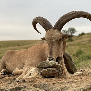 Hunting Aoudad in South Africa