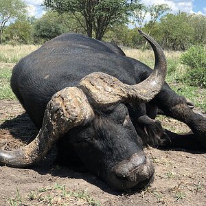 South Africa Hunt Cape Buffalo