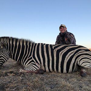 South Africa Hunt Burchell's Plain Zebra